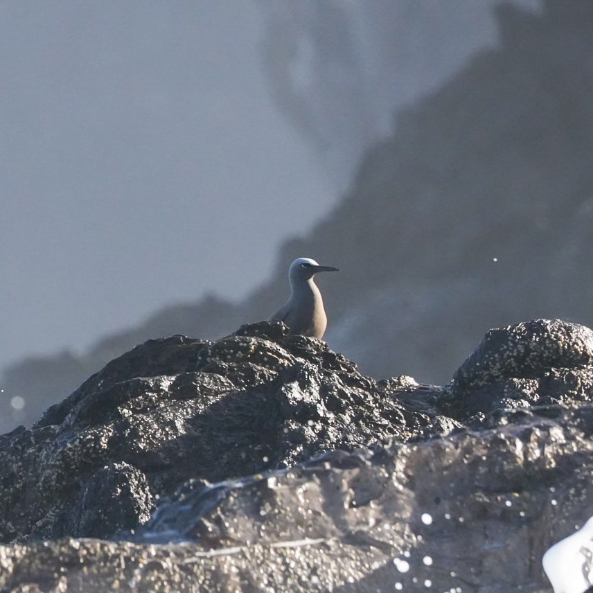 שחפית חומה - ML646903577
