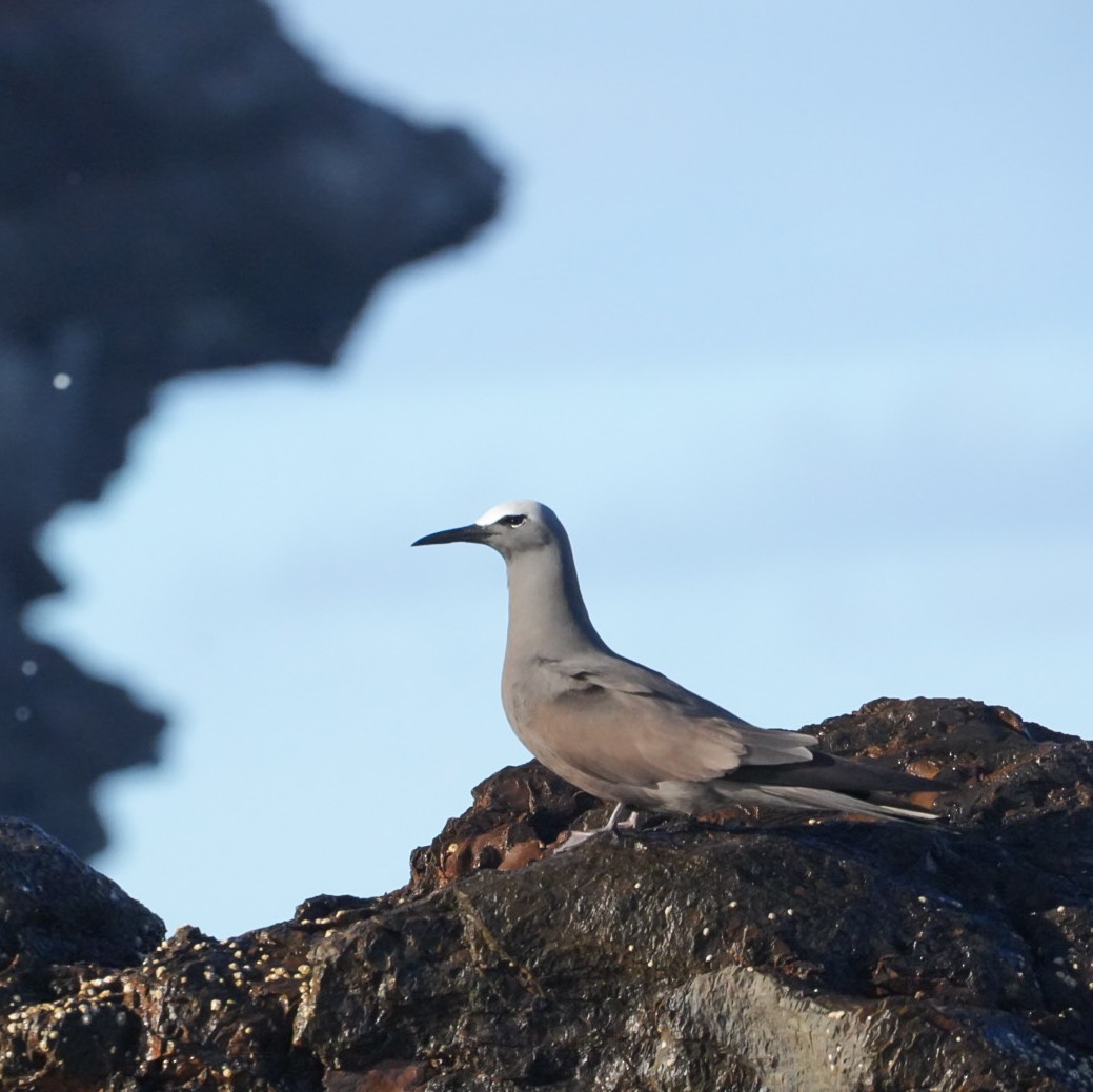 שחפית חומה - ML646903578
