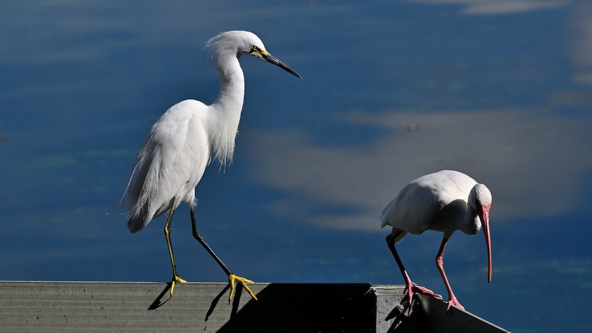 לבנית אמריקנית - ML646903581