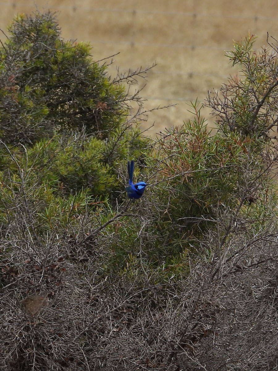 Splendid Fairywren - ML646903584