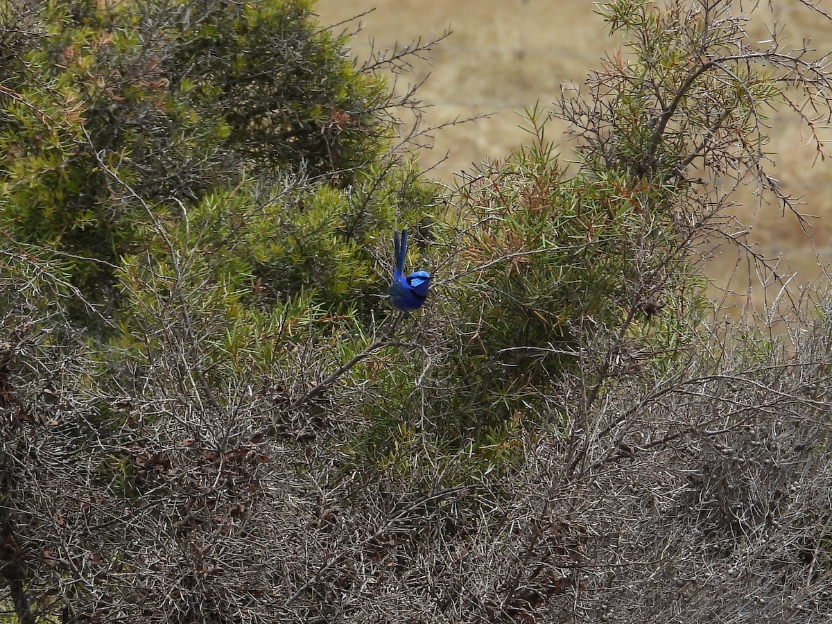 Splendid Fairywren - ML646903585