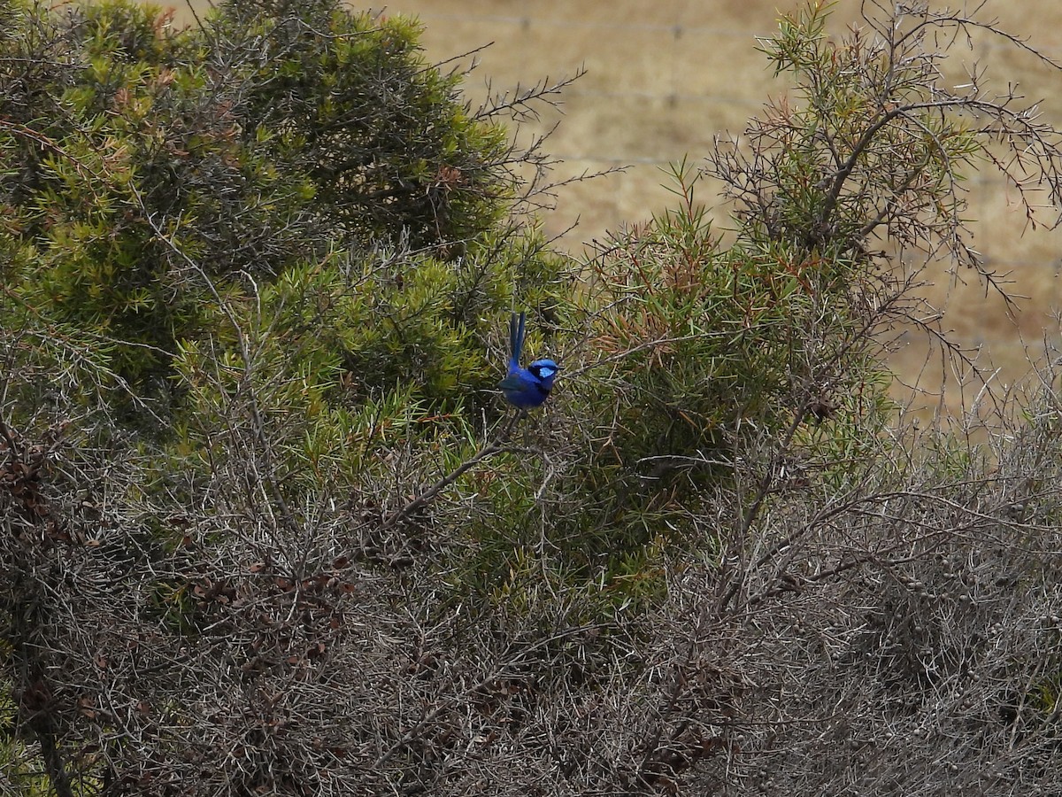 Splendid Fairywren - ML646903586