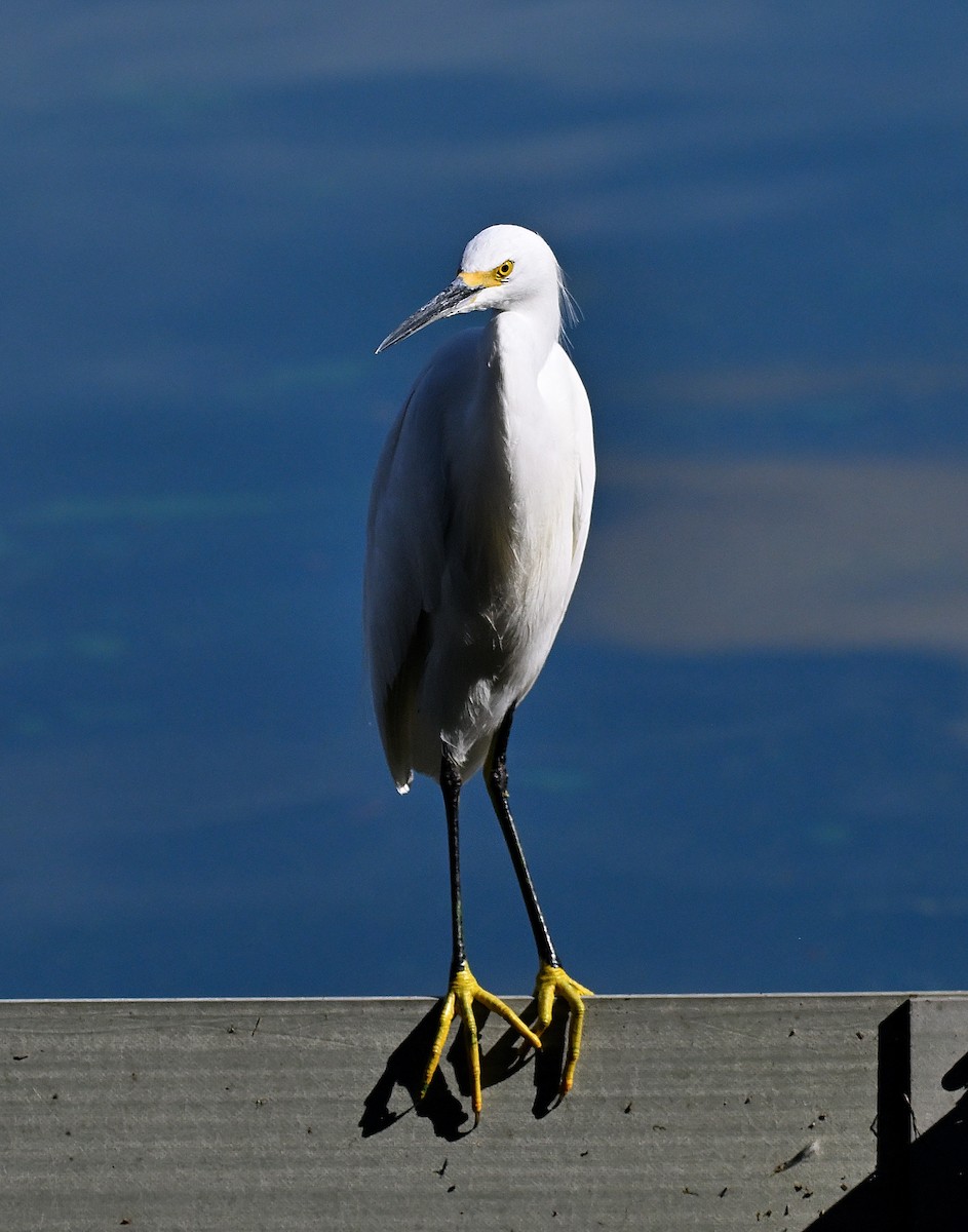 לבנית אמריקנית - ML646903587