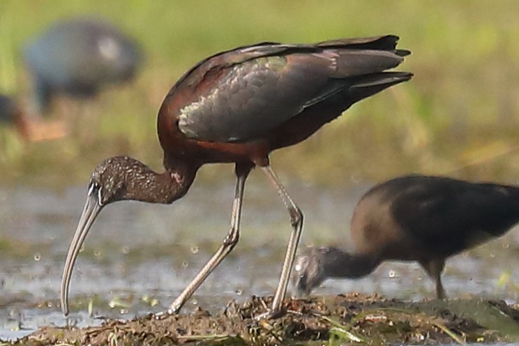 מגלן חום - ML646903589