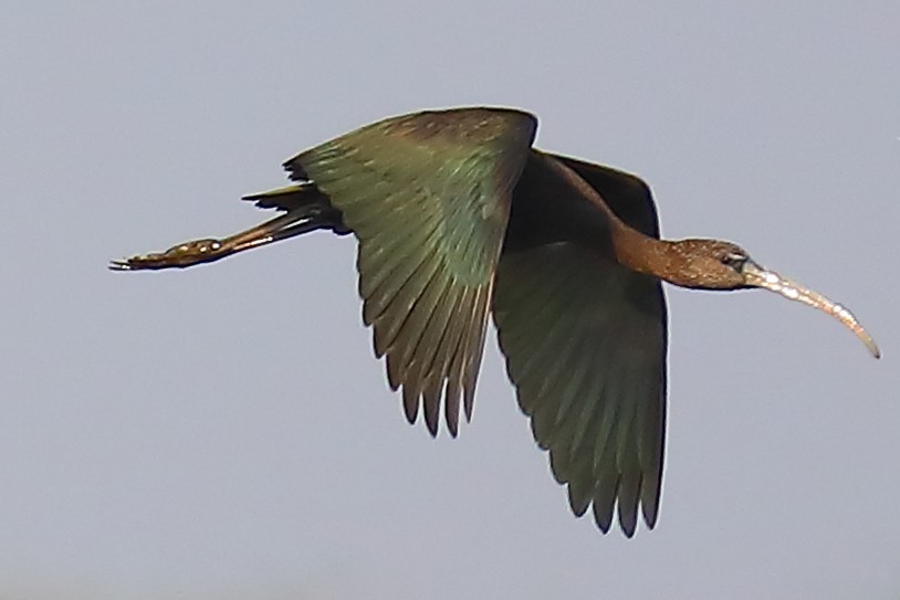 מגלן חום - ML646903590