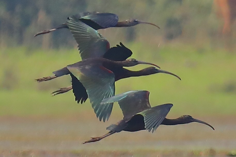 מגלן חום - ML646903591