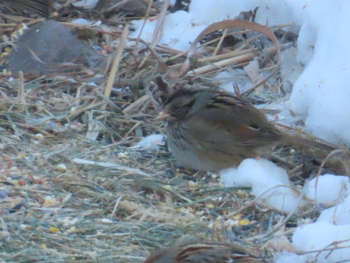 Swamp Sparrow - ML646903592