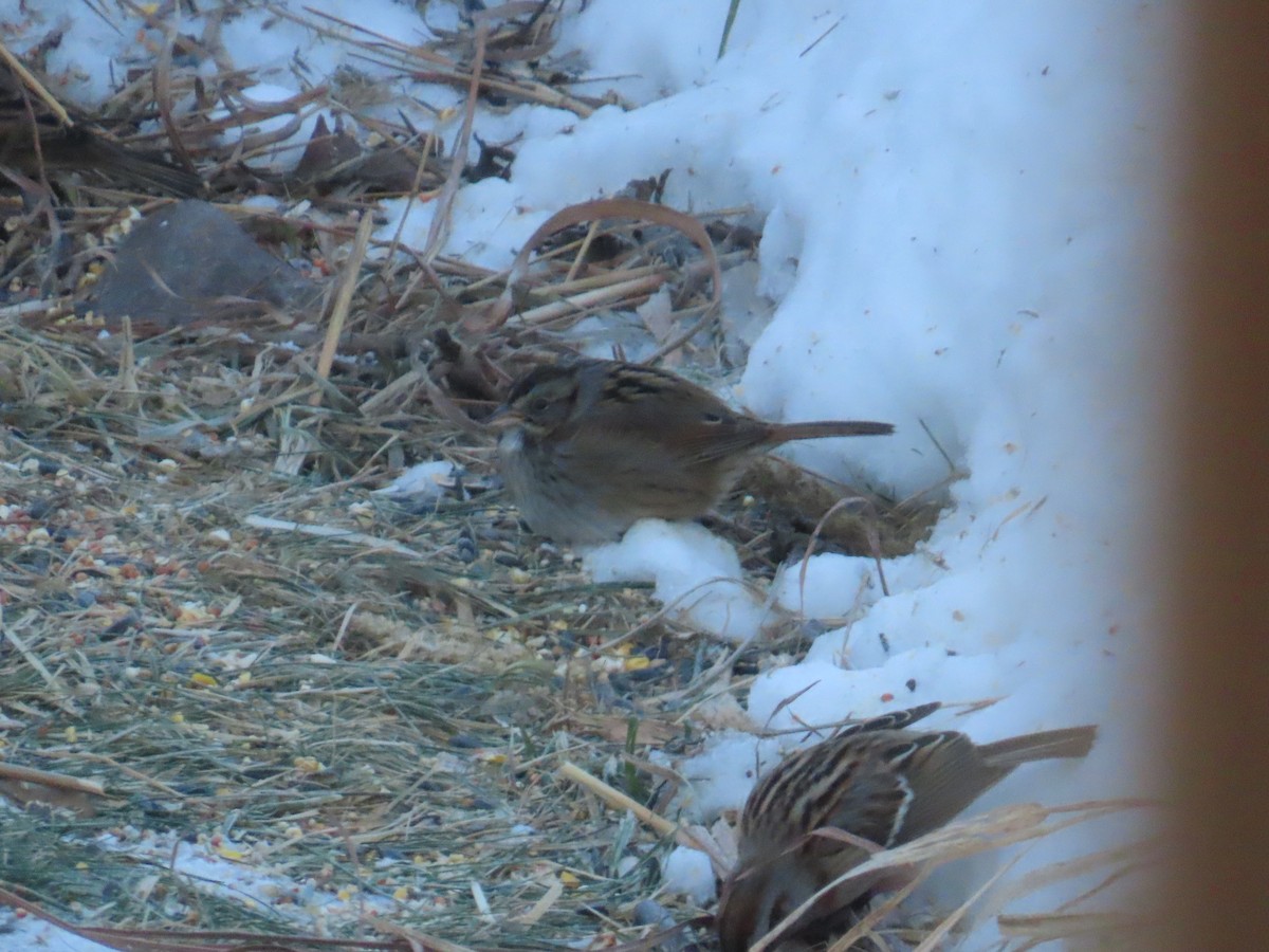 Sumpfammer - ML646903593