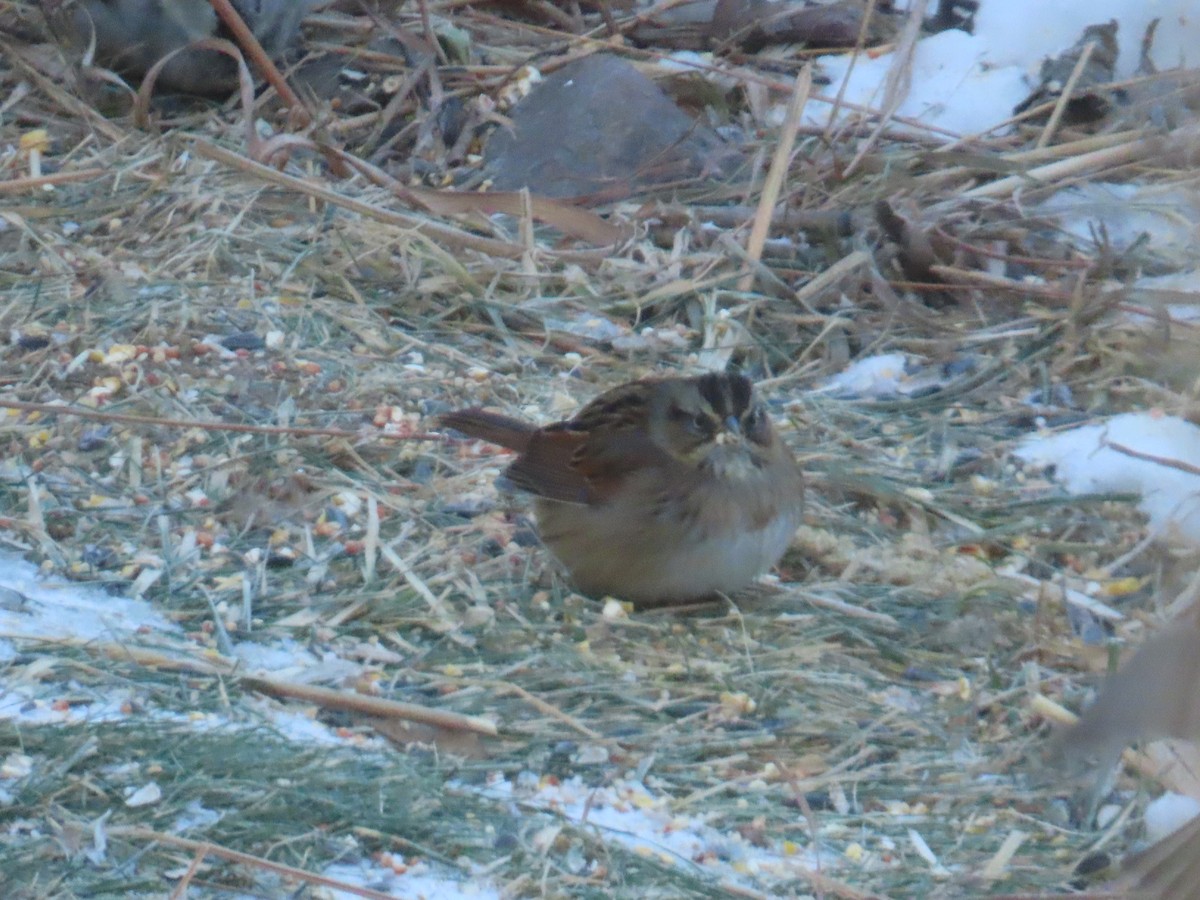 Swamp Sparrow - ML646903598