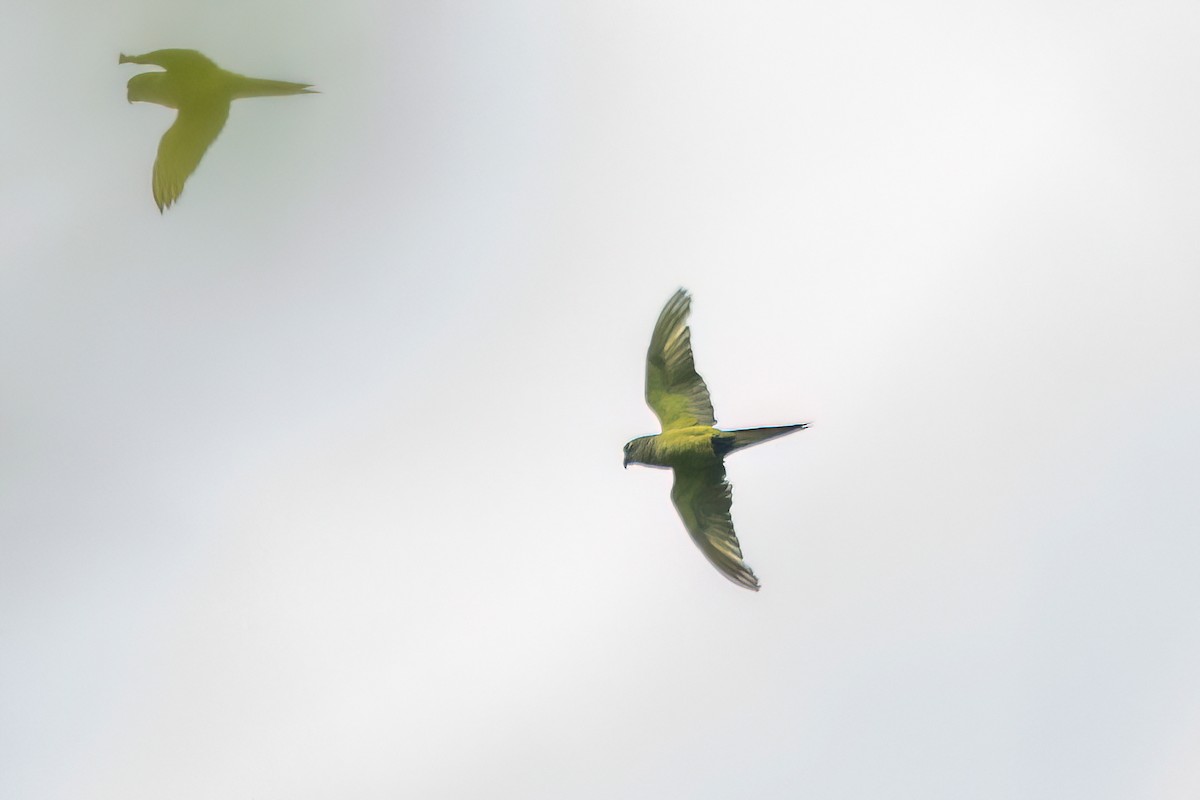 Peach-fronted Parakeet - ML646903599
