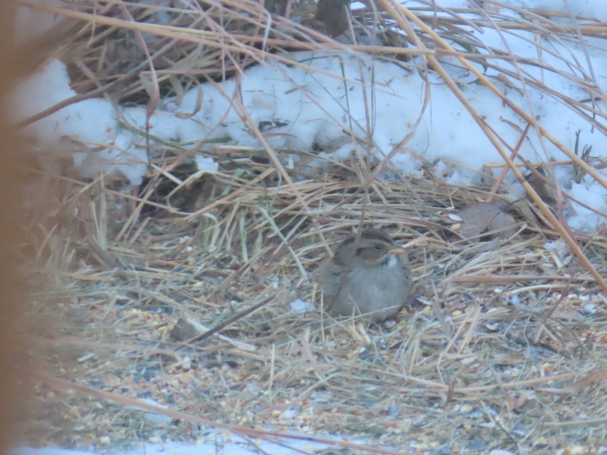 Singammer - ML646903600