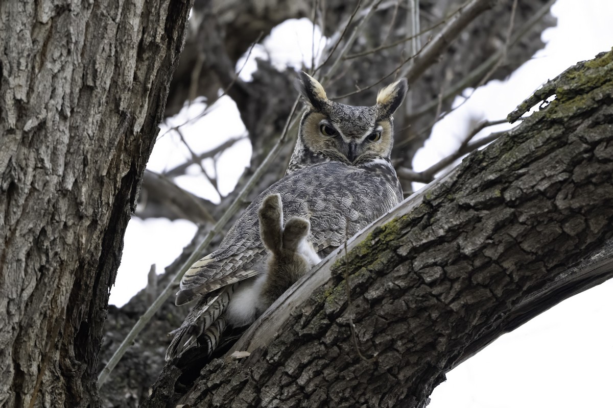 Virginiauhu - ML646903603