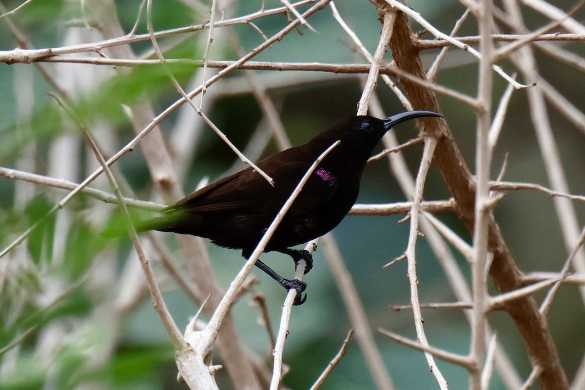 Amethyst Sunbird - ML646903606