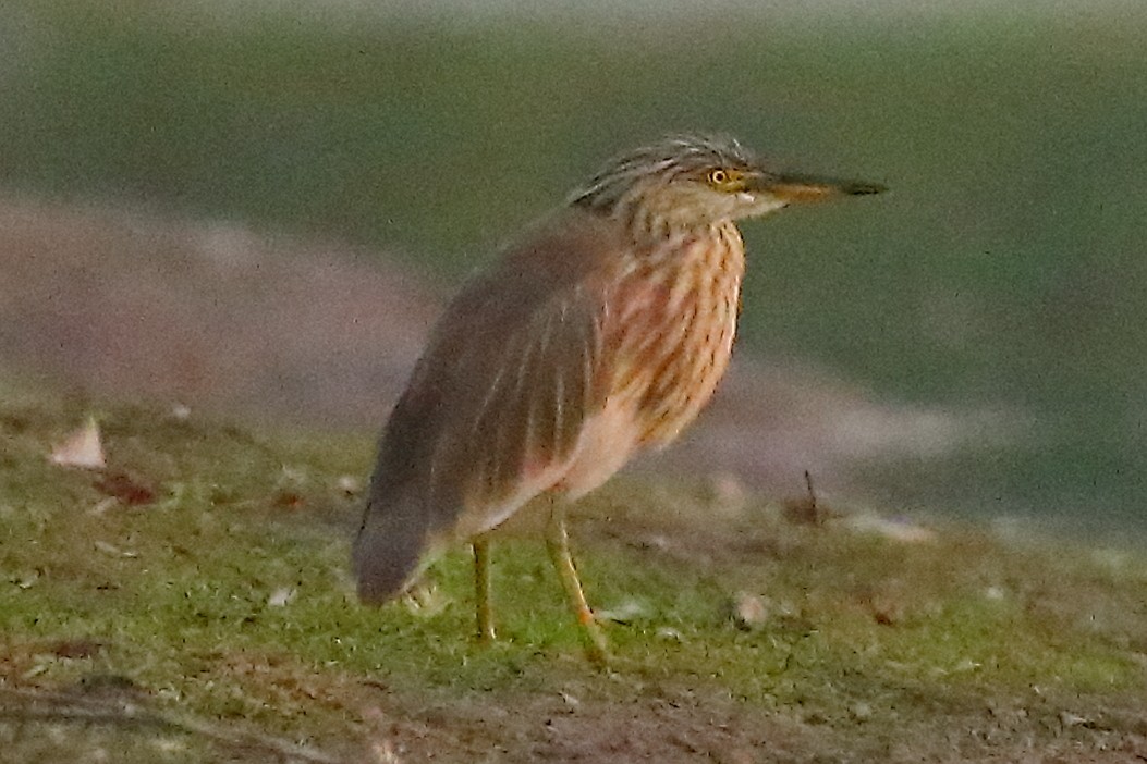 Indian Pond-Heron - ML646903607