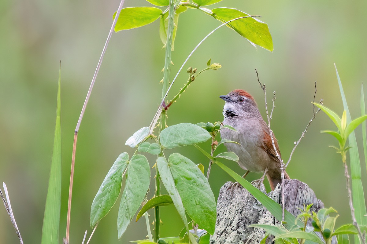 ムナジロオナガカマドドリ - ML646903608