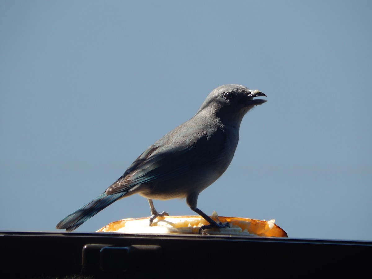 Sayaca Tanager - ML646903609