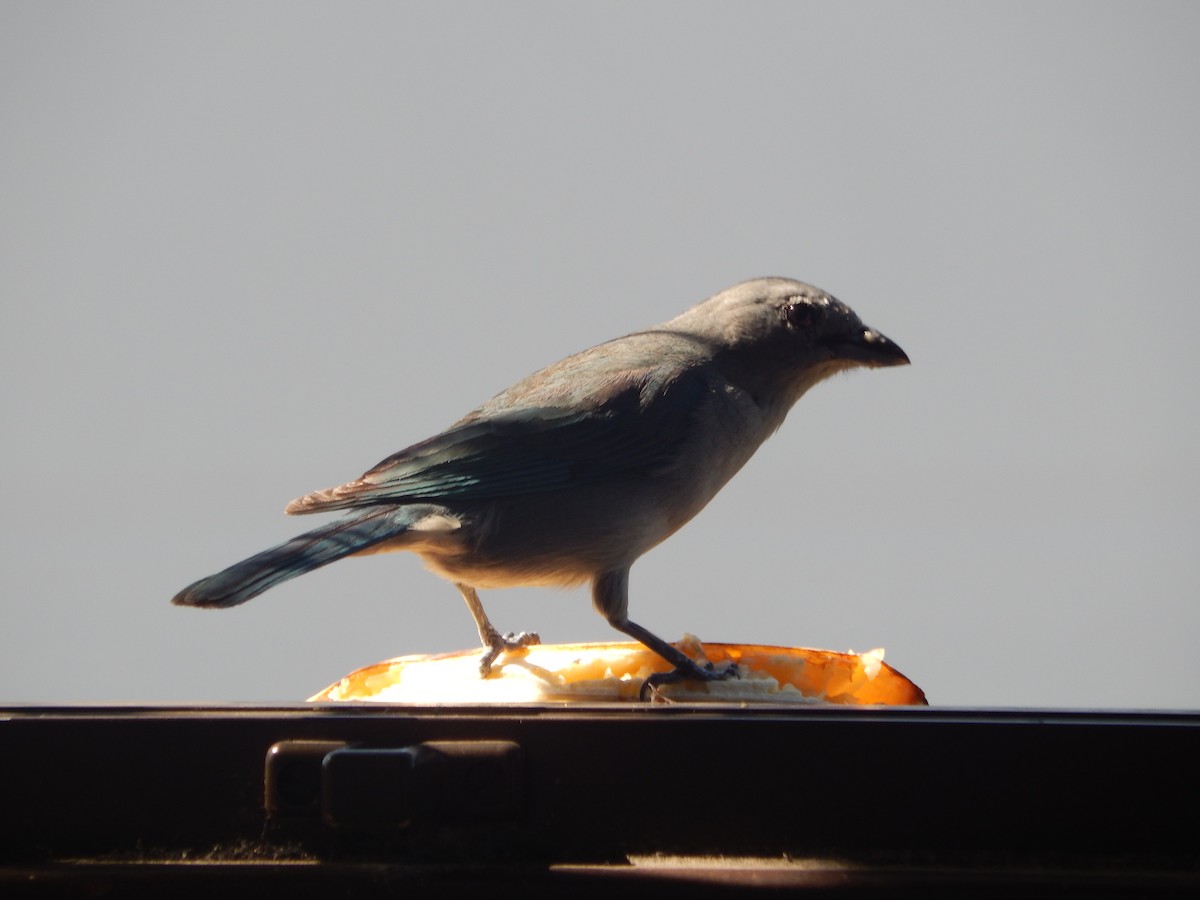 Sayaca Tanager - ML646903610