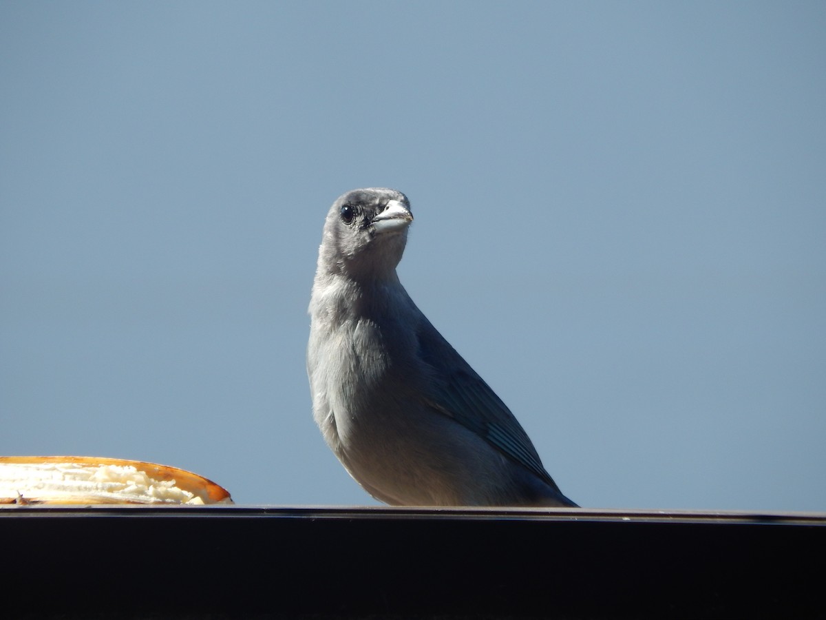 Sayaca Tanager - ML646903612