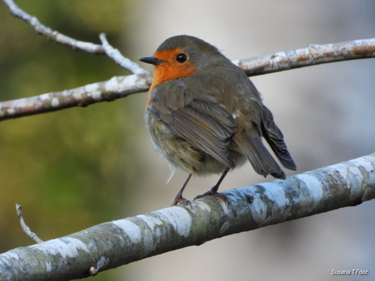 European Robin - ML646903613
