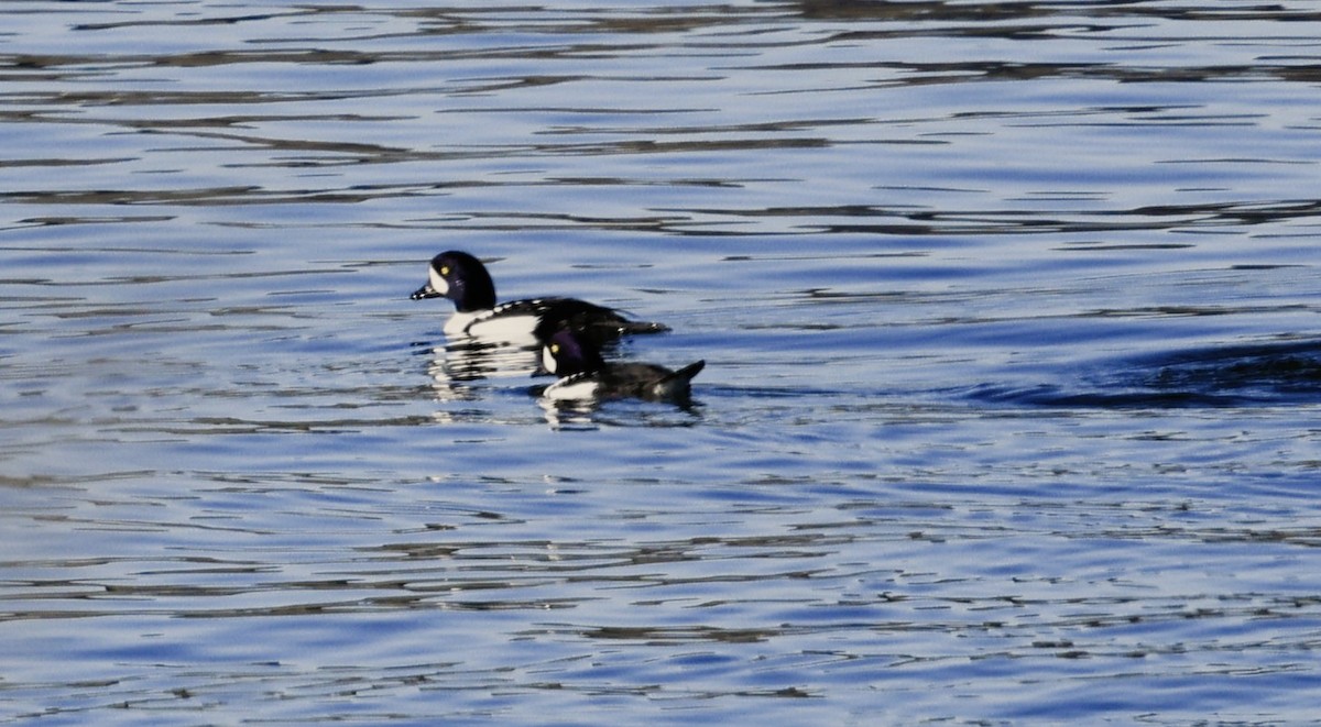 Spatelente - ML646903618