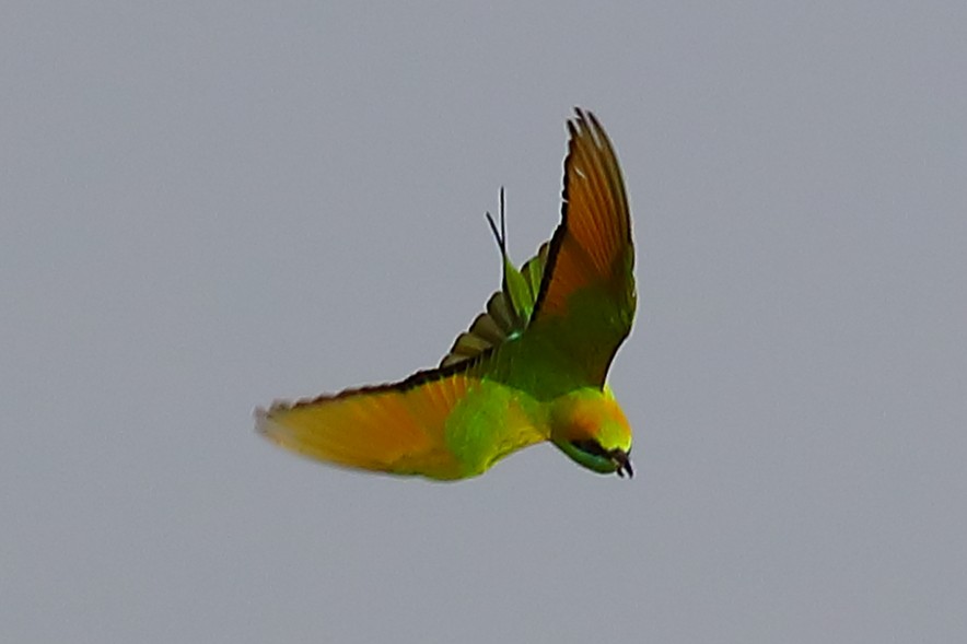 Asian Green Bee-eater - ML646903619