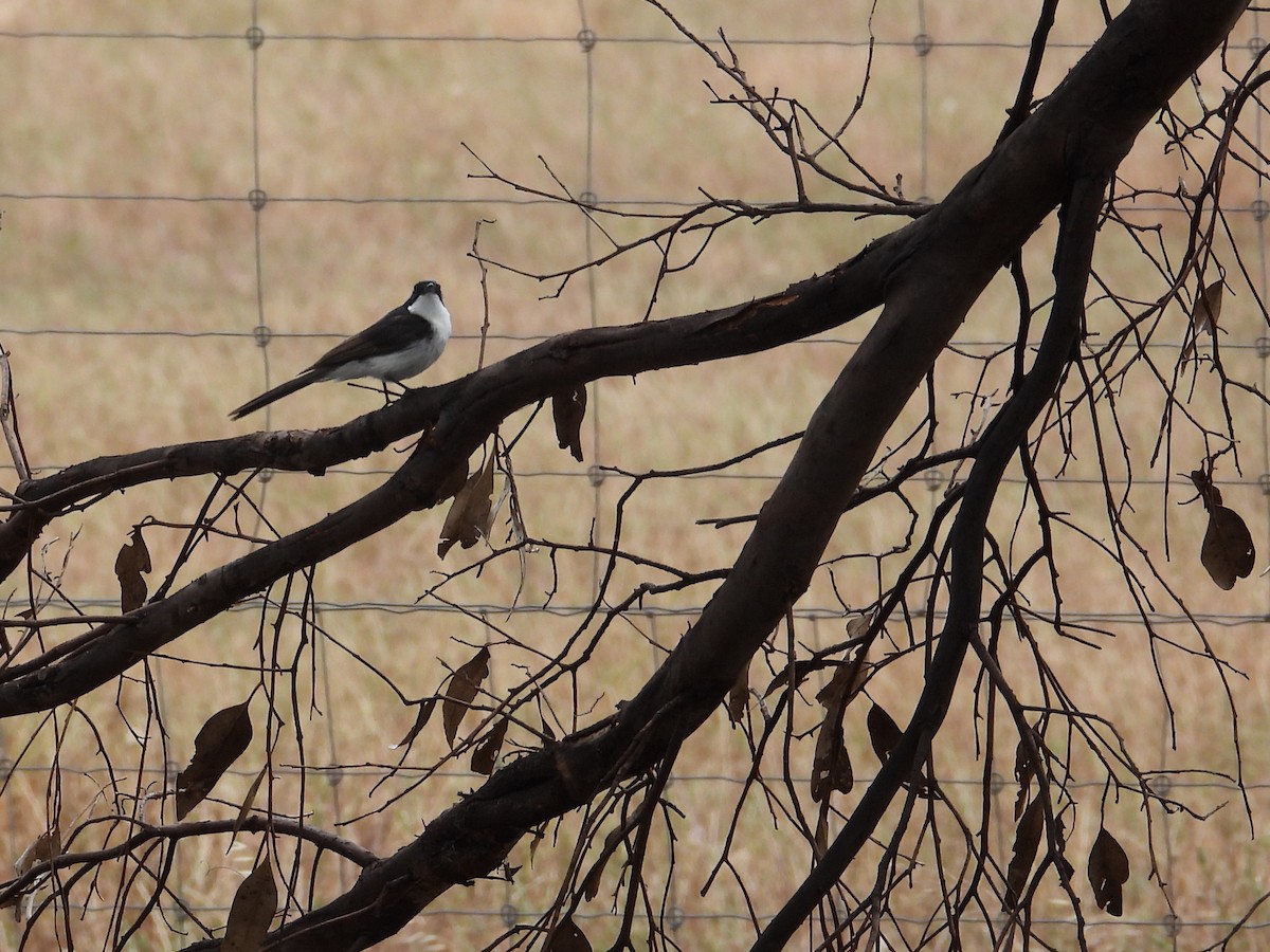 Restless Flycatcher - ML646903622