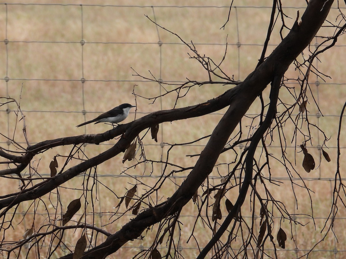 Restless Flycatcher - ML646903623