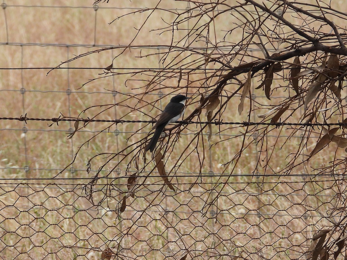 Restless Flycatcher - ML646903624