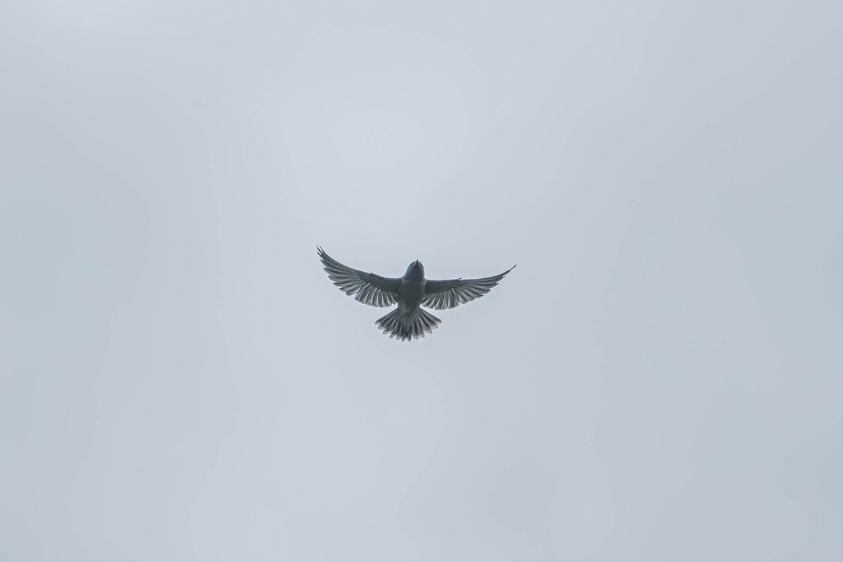 Ashy Woodswallow - ML646903627