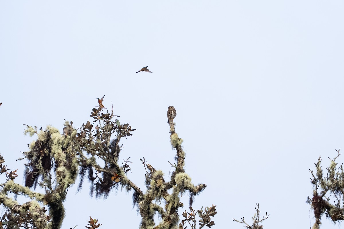 Mochuelo Boliviano - ML646903631
