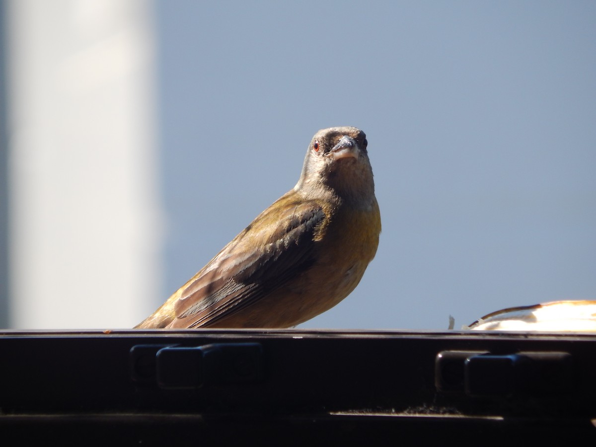 Blue-and-yellow Tanager - ML646903633