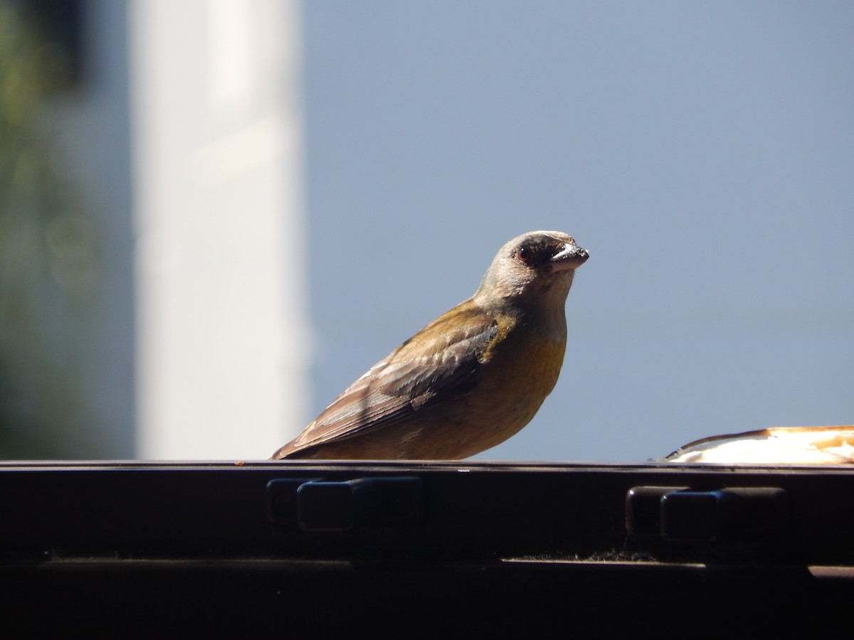 Blue-and-yellow Tanager - ML646903634