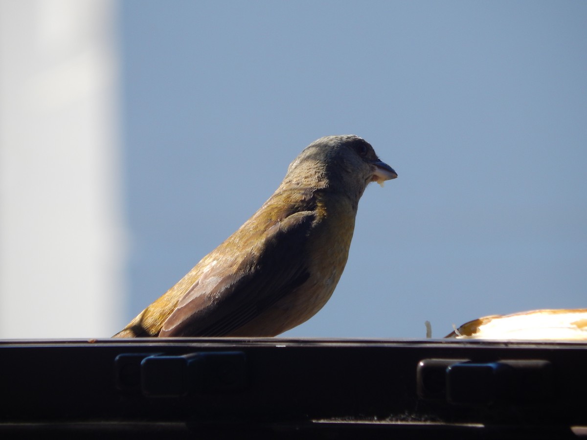 Blue-and-yellow Tanager - ML646903635