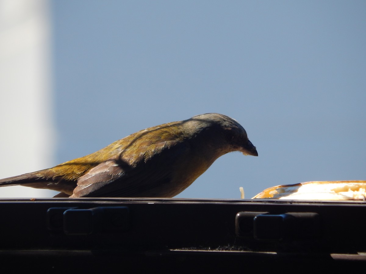 Blue-and-yellow Tanager - ML646903637