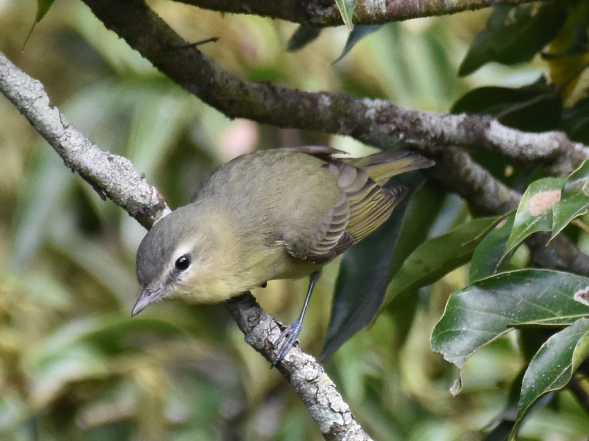 Philadelphia Vireo - ML646903640