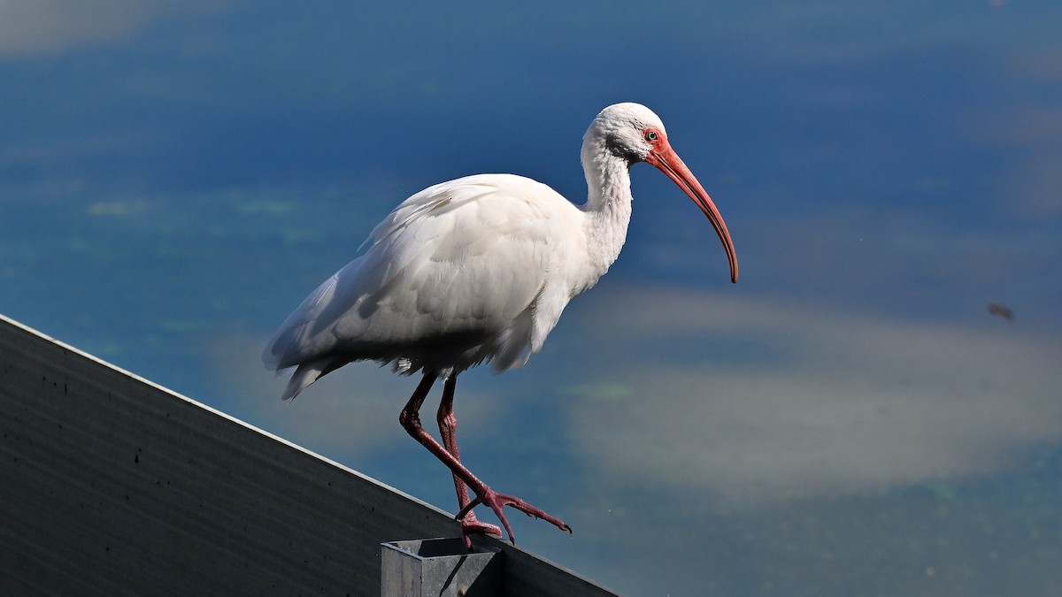 Schneesichler - ML646903642