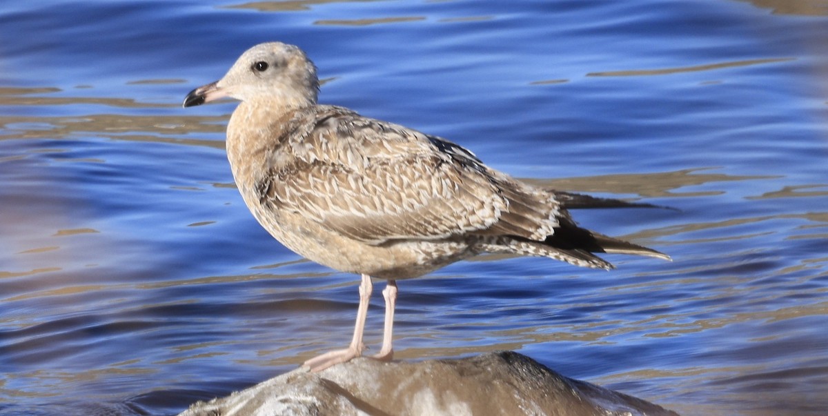 Kanadamöwe - ML646903651