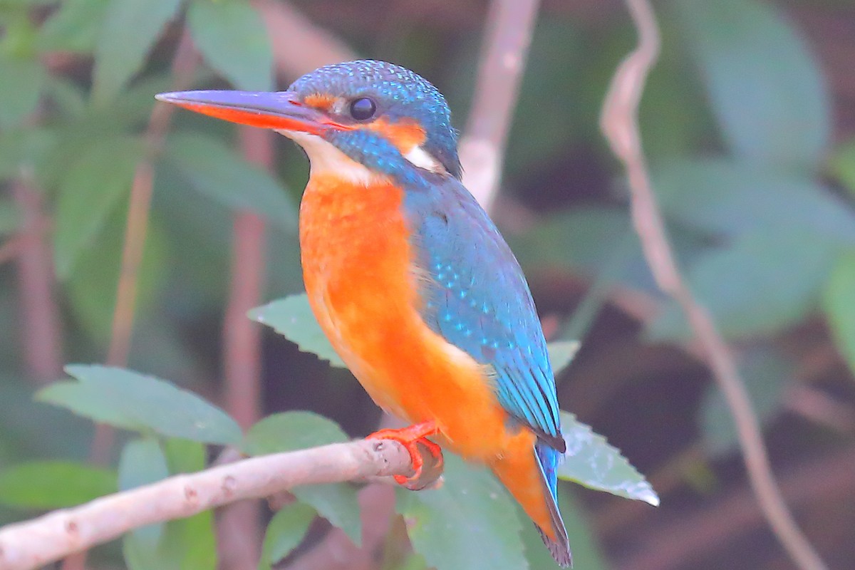 Common Kingfisher - ML646903652