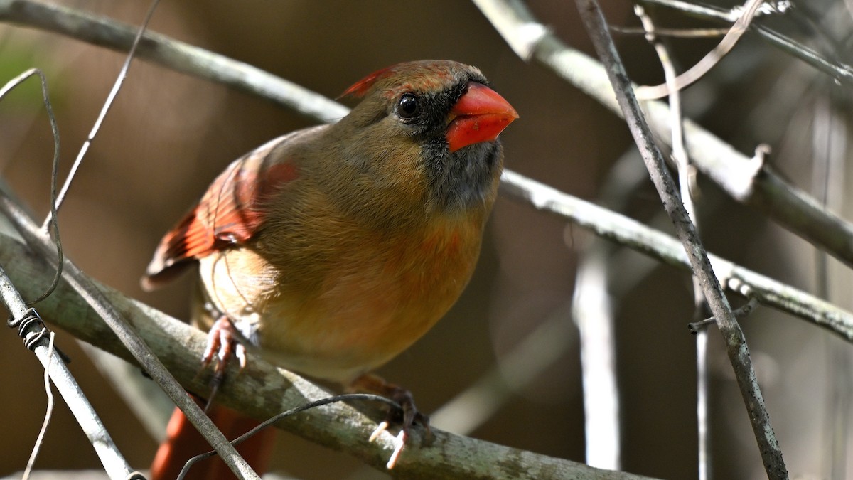 Rotkardinal - ML646903655