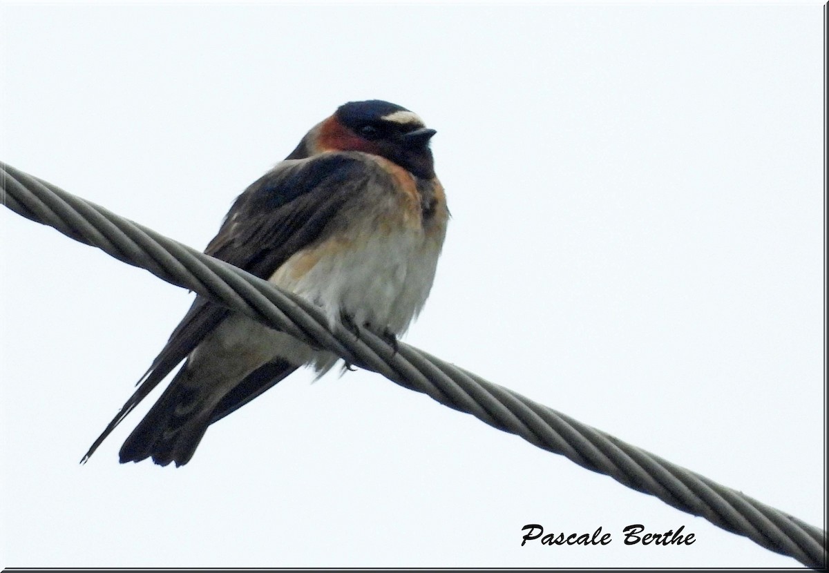 Golondrina Risquera - ML646903658