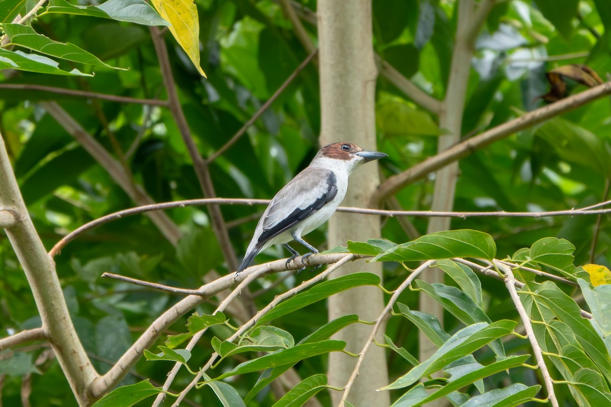 Black-crowned Tityra - ML646903659