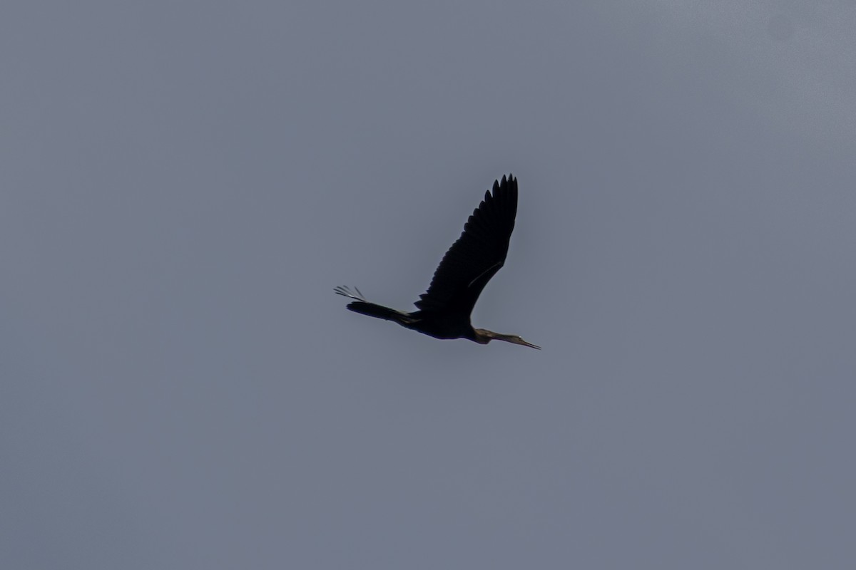 Oriental Darter - ML646903662