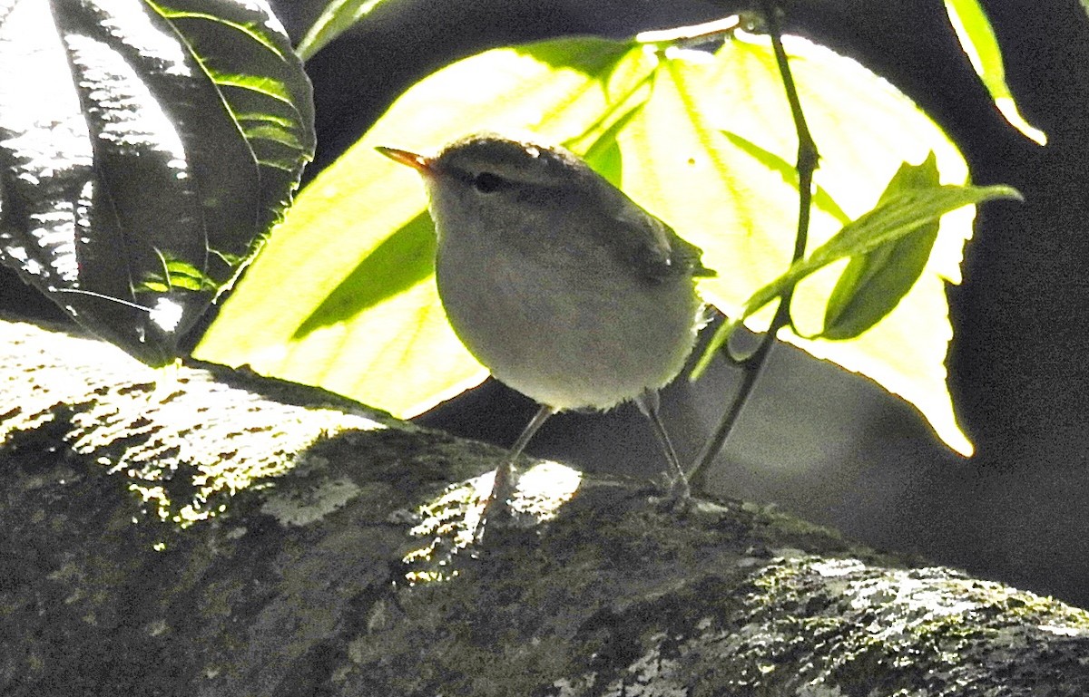 Large-billed Leaf Warbler - ML646903663