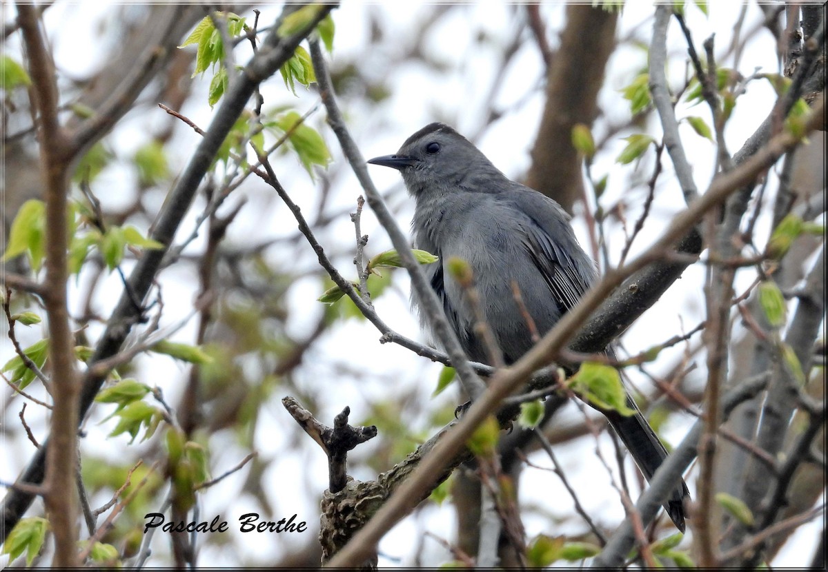 Gray Catbird - ML646903664