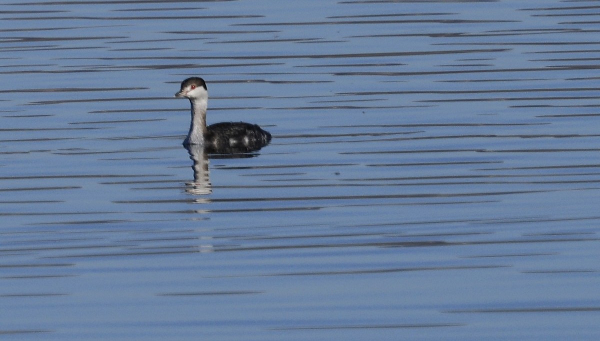 Ohrentaucher - ML646903668