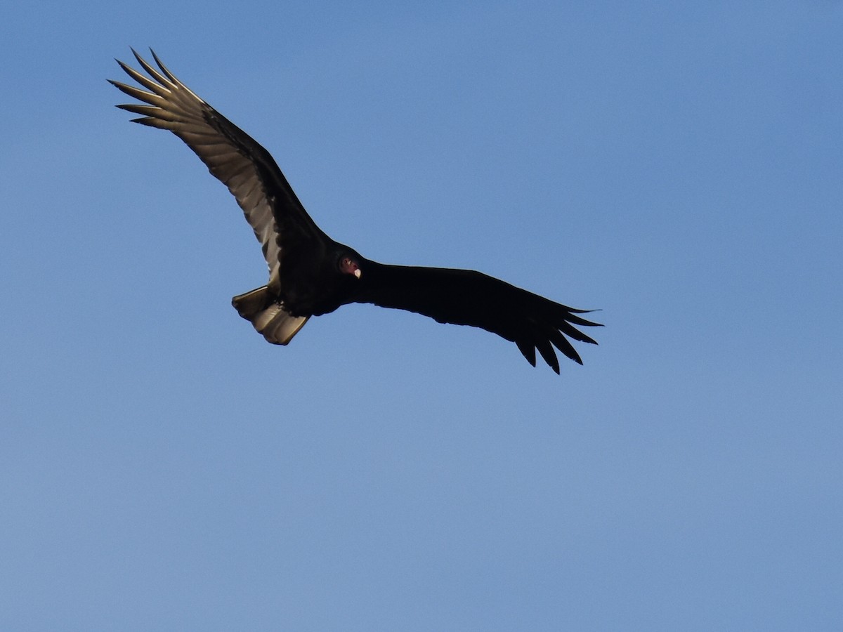 svartkondor - ML646903669