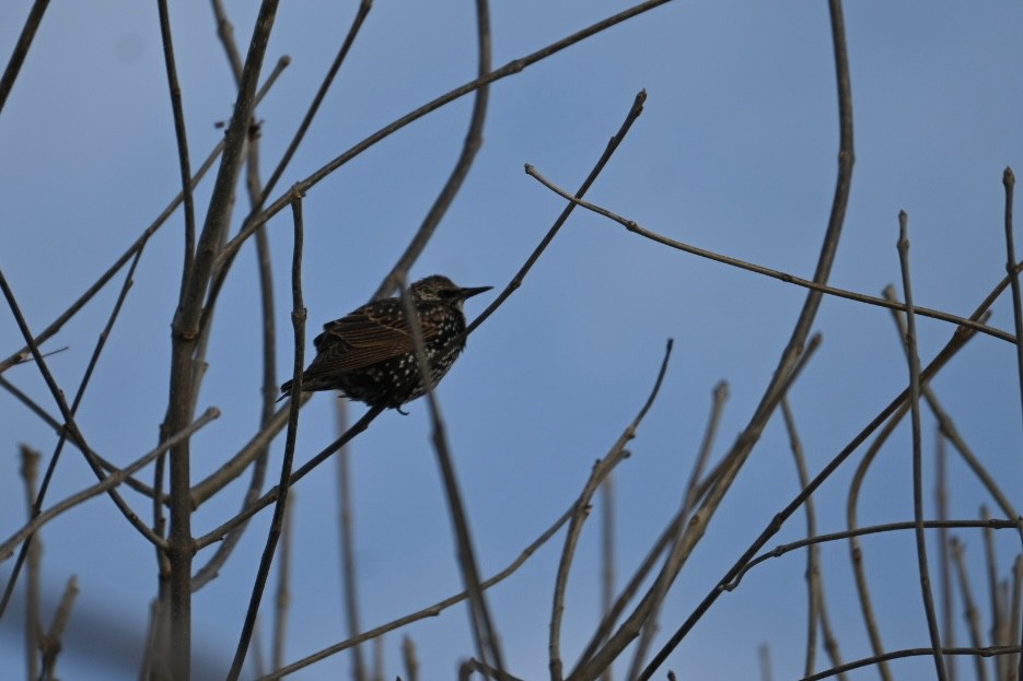 špaček obecný - ML646903672