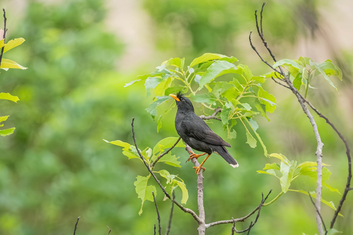 Чубатая майна - ML646903675