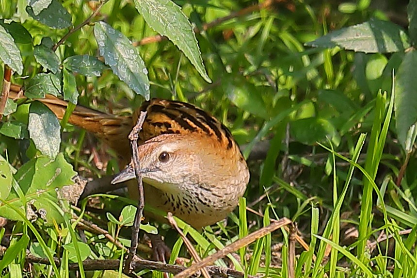 Болотная долгохвостка - ML646903677