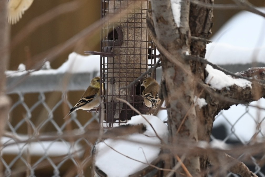 Американский чиж - ML646903682